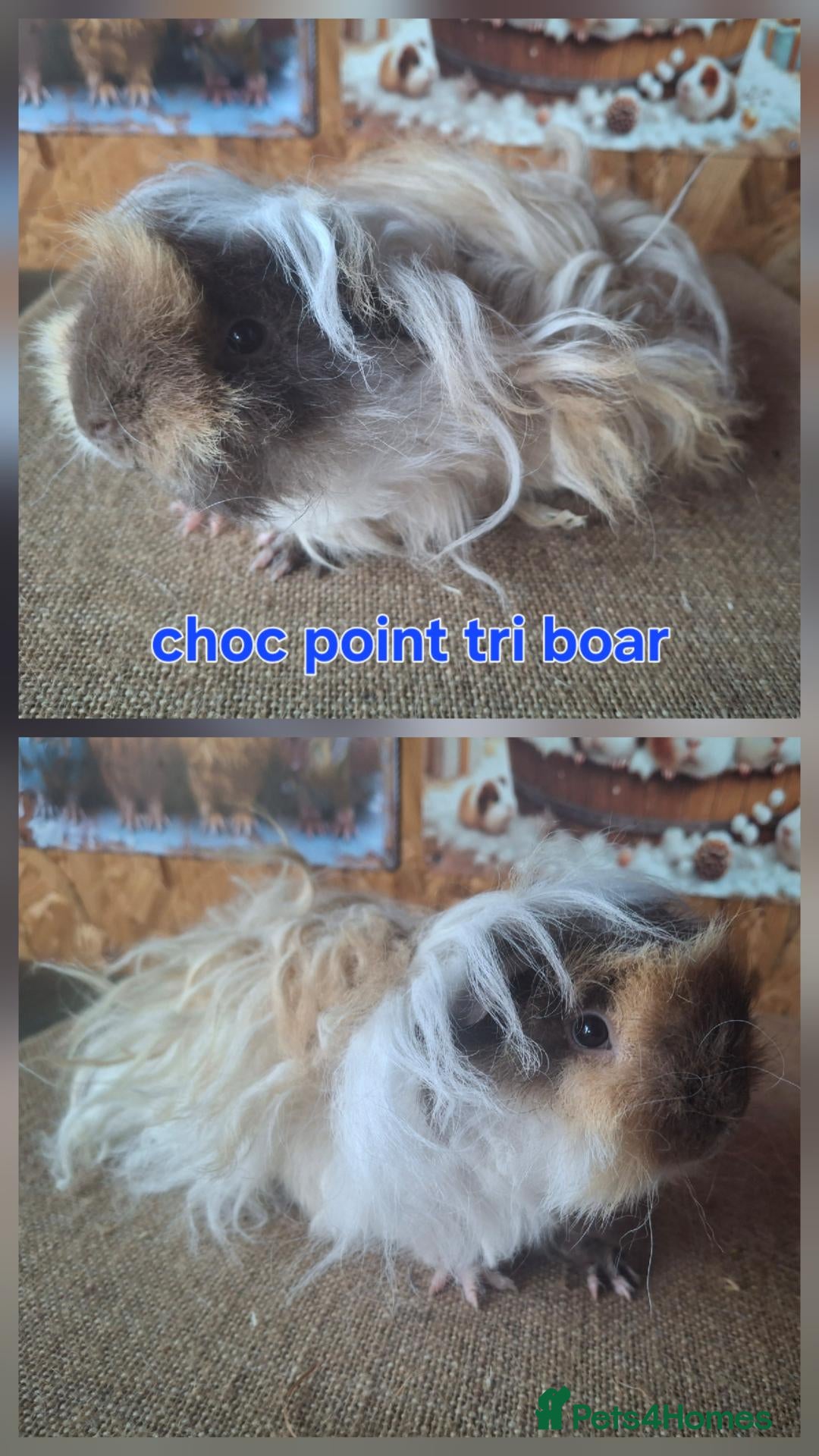 Guinea Pig rodents Lunkarya  - Advert 1