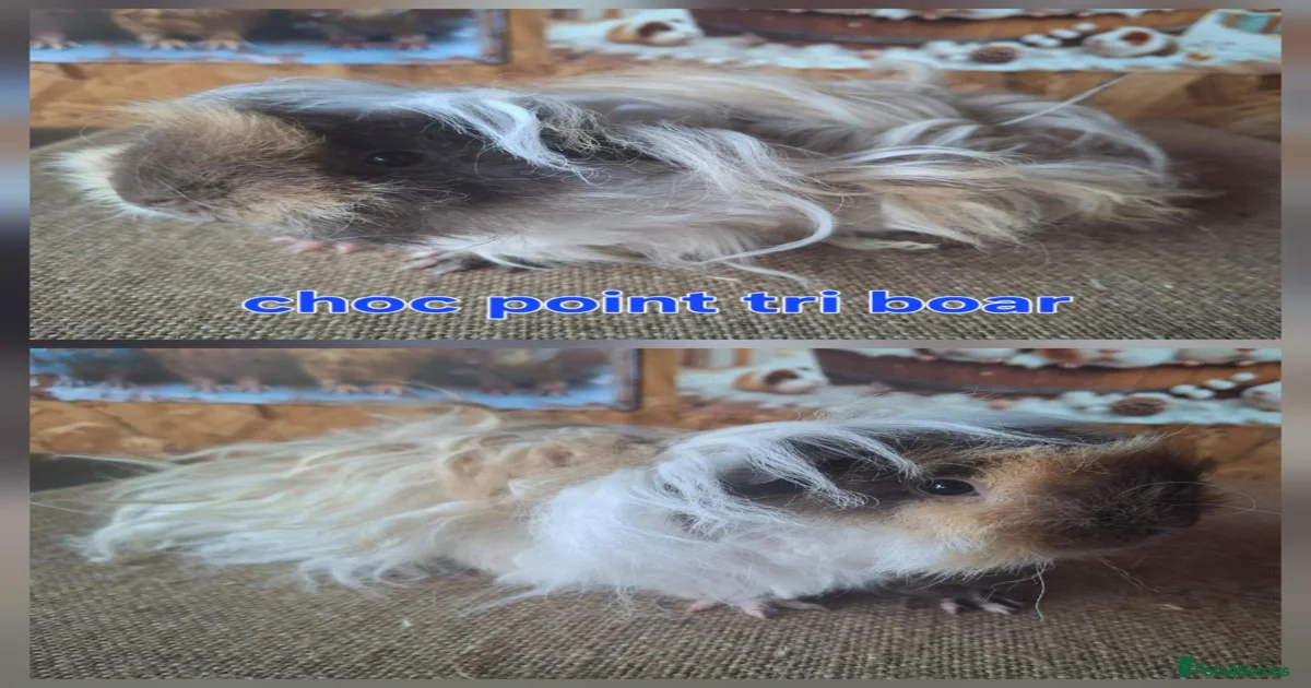 Rodents for sale in Hull, Kingston upon Hull | Pets4Homes