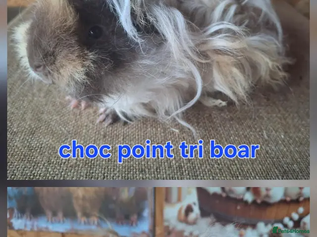 Guinea Pig rodents for sale: Lunkarya - Advert 1