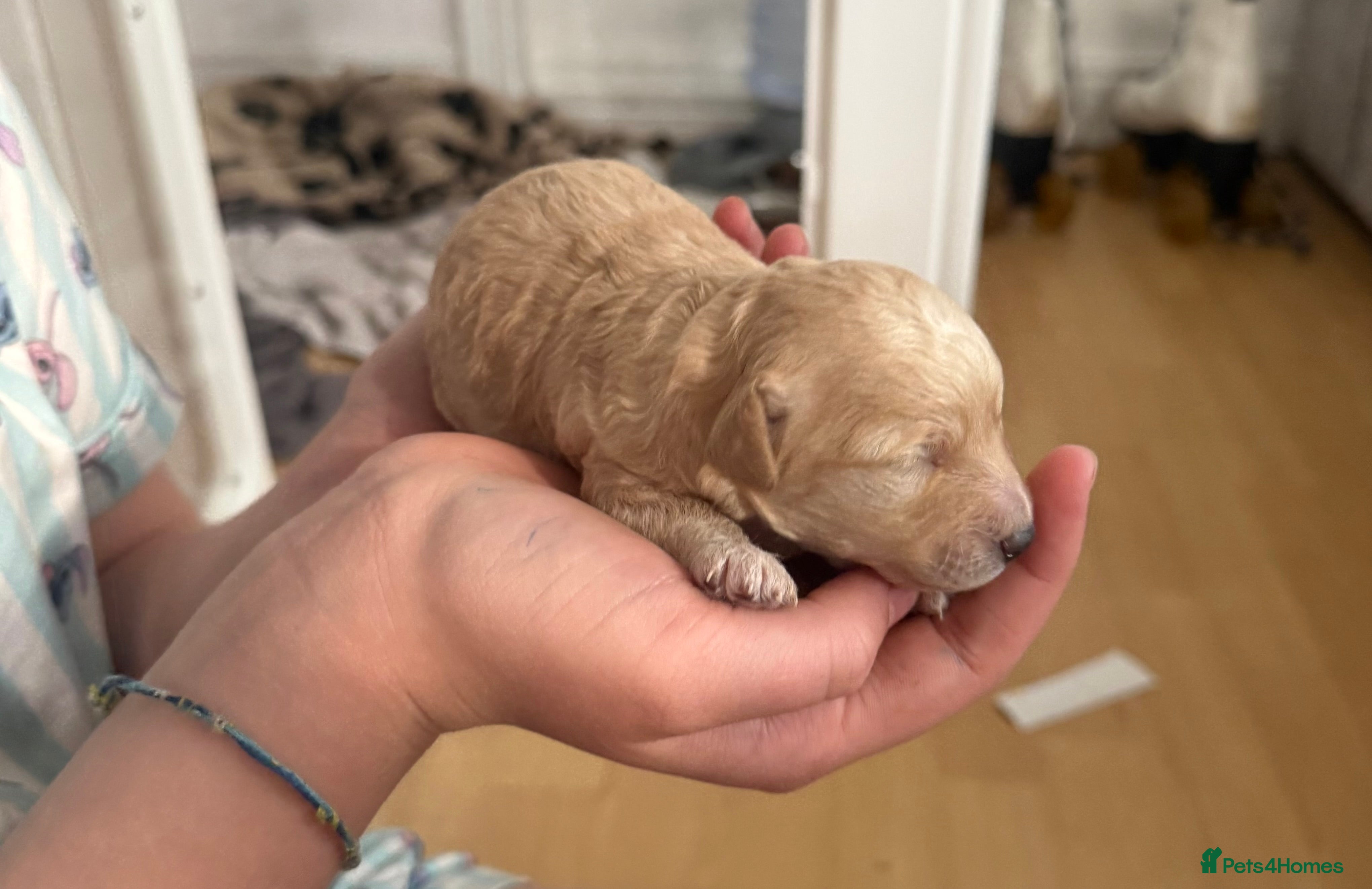 Poochon Puppy 1