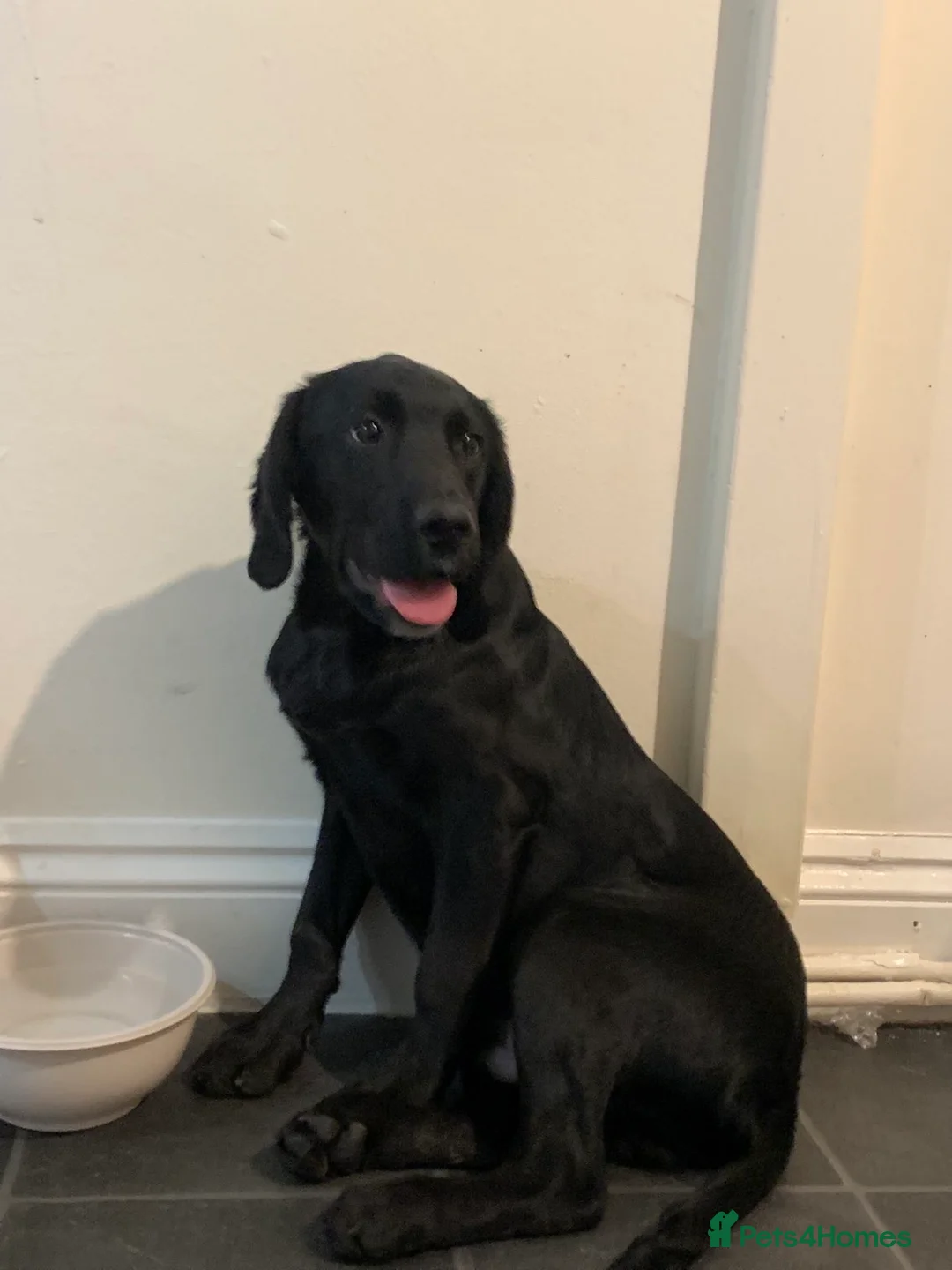Labrador Retriever dogs for sale: Gorgeous boy lab - Advert 2