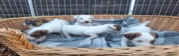 Jack Russell dogs for sale: Traditional Jack Russell Terrier pups - Advert 9