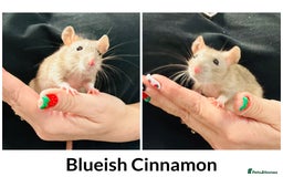 Rat rodents for sale: Well Handled Friendly Baby Top Ear Rats  - Image 1