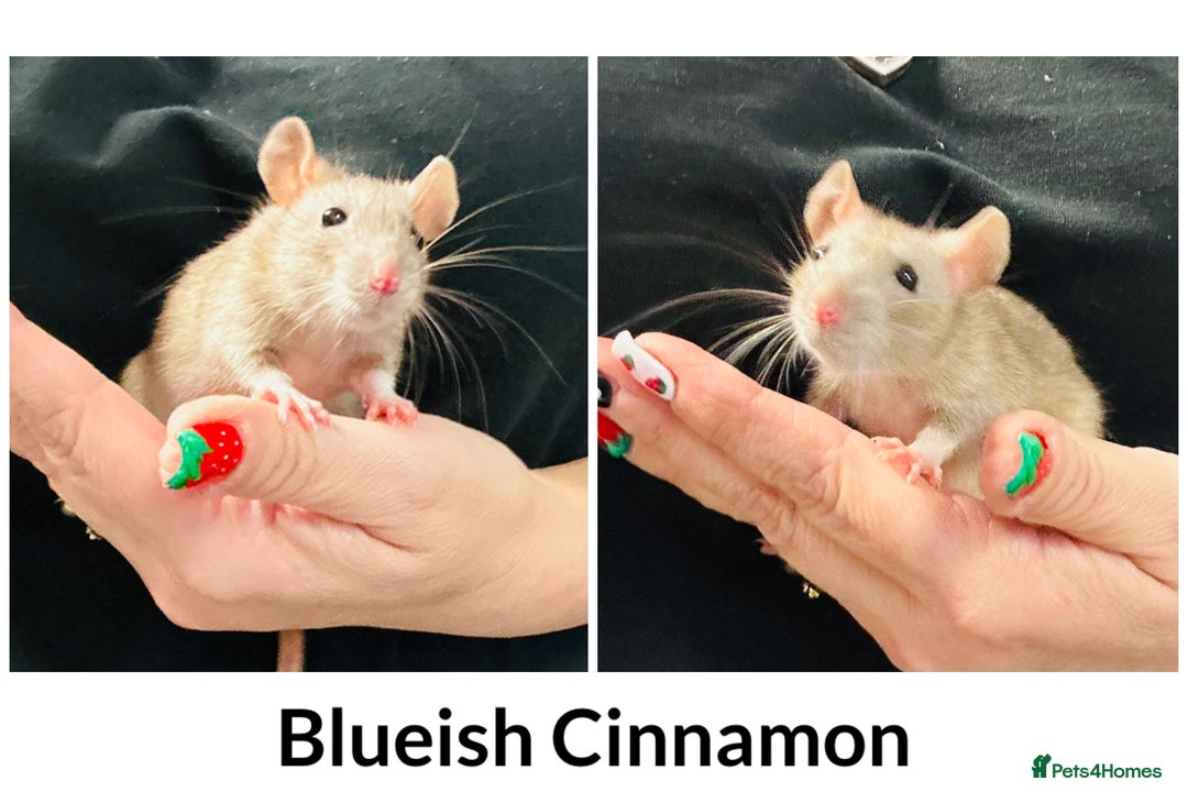 Rat rodents for sale: Well Handled Friendly Baby Top Ear Rats  - Image 1