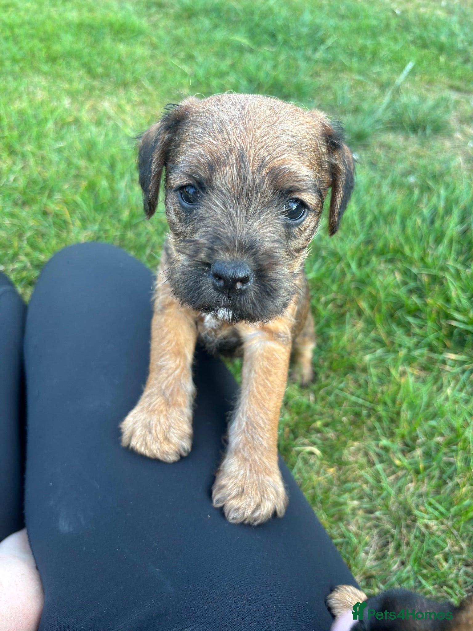 Mixed Breed dogs Beautiful BorderJack Puppies - Advert 1