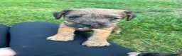 Mixed Breed dogs for sale: Beautiful BorderJack Puppies - Advert 1