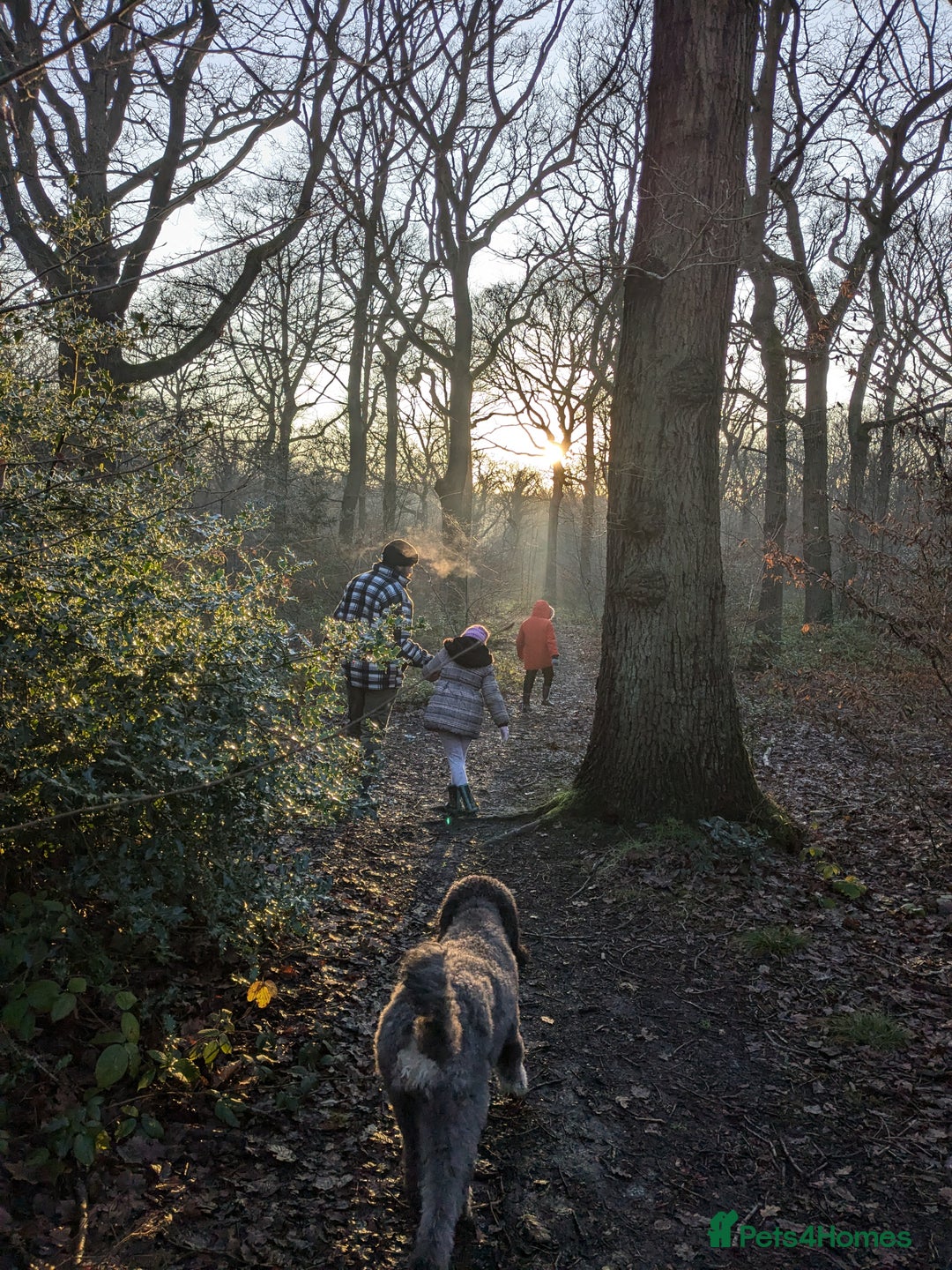 Bernedoodle dogs for sale: ⭐⭐⭐⭐Licensed•Ethical•HomeBreeder - Image 9