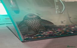 Plecos fish for sale: Large pleco 14cm  - Image 2