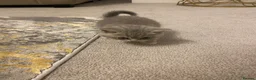 British Shorthair cats for sale: British shorthairs kittens  - Advert 6