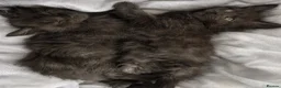 Maine Coon cats for sale: 🐾 BEAUTIFUL BLACK SMOKE MAINE COON KITTENS 🐾 - Advert 2