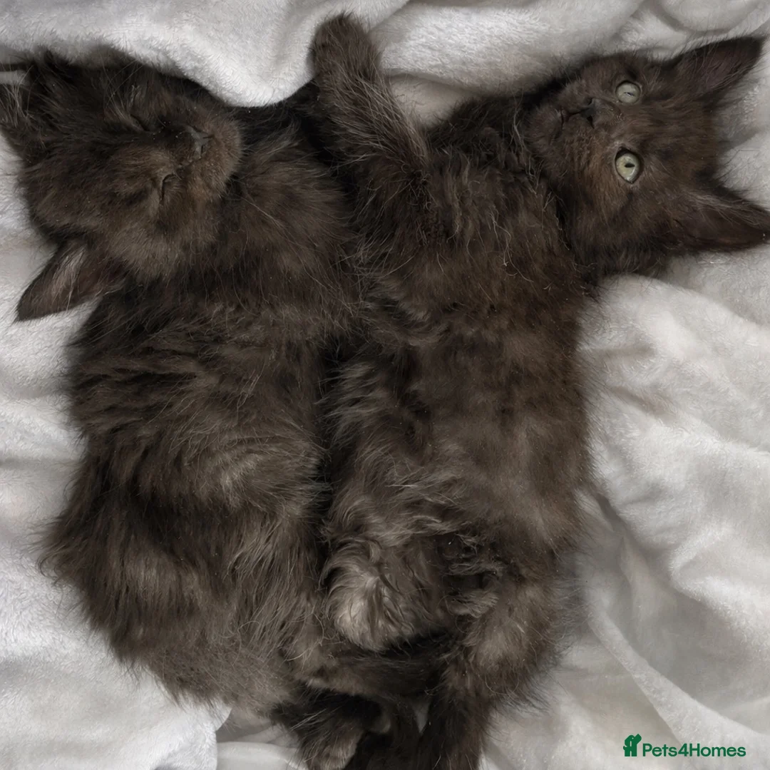 Maine Coon cats for sale: 🐾 BEAUTIFUL BLACK SMOKE MAINE COON KITTENS 🐾 - Advert 2