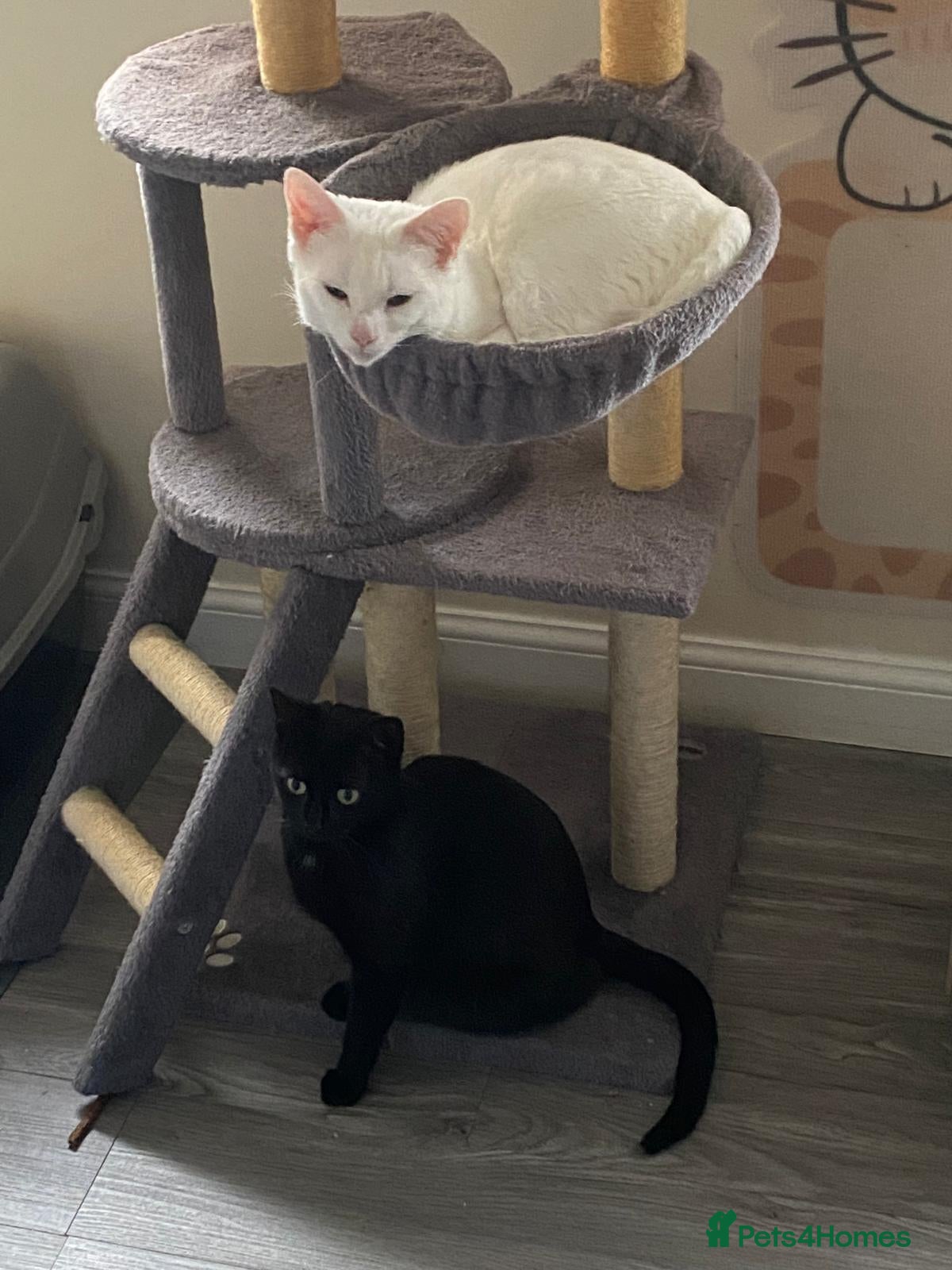 Domestic Shorthair cats Sisters Snowy and Midnight need a home - Advert 13