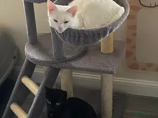 Domestic Shorthair cats Sisters Snowy and Midnight need a home - Advert 13