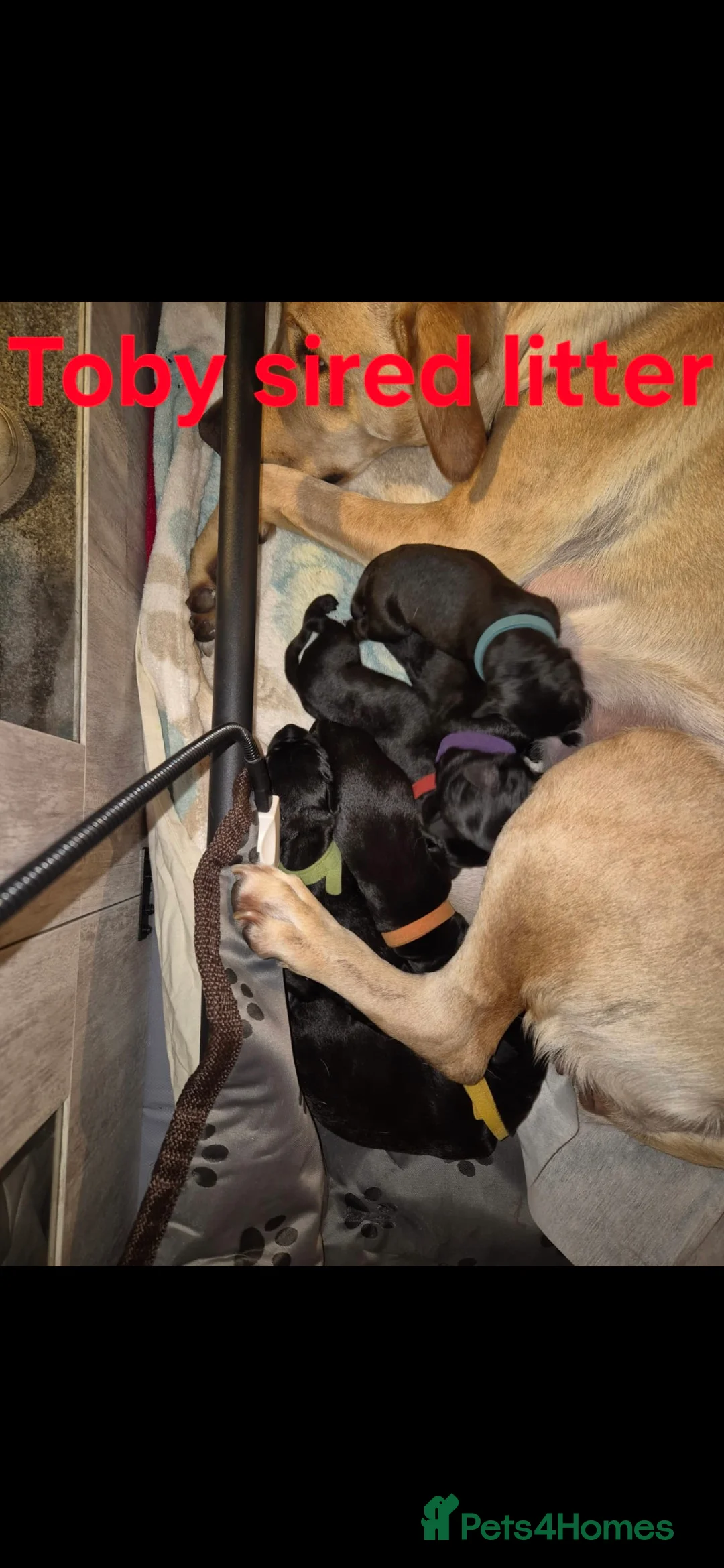 Labrador Retriever dogs for stud: Labrador Ret. 100%-success PROVEN KC/Health tested in Brecon - Advert 22