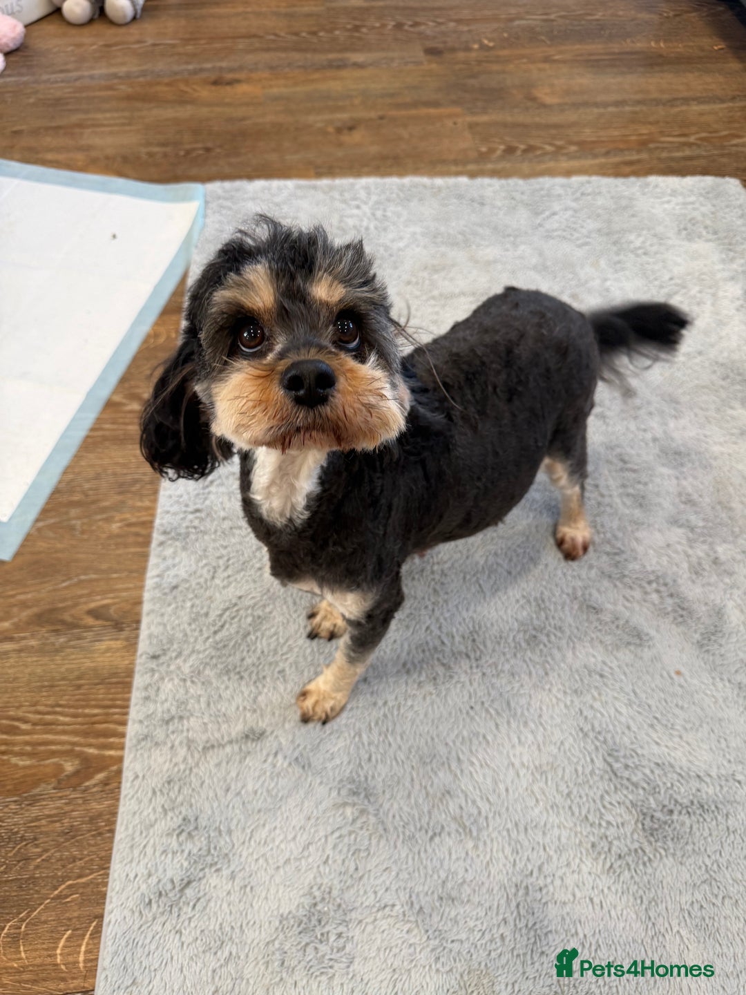 Cavapoo dogs for sale: Beautiful f1b. Black, black & Tan full DNA clear.  - Advert 13
