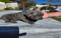 Staffordshire Bull Terrier dogs for sale: Blue staffy pups  - Image 1