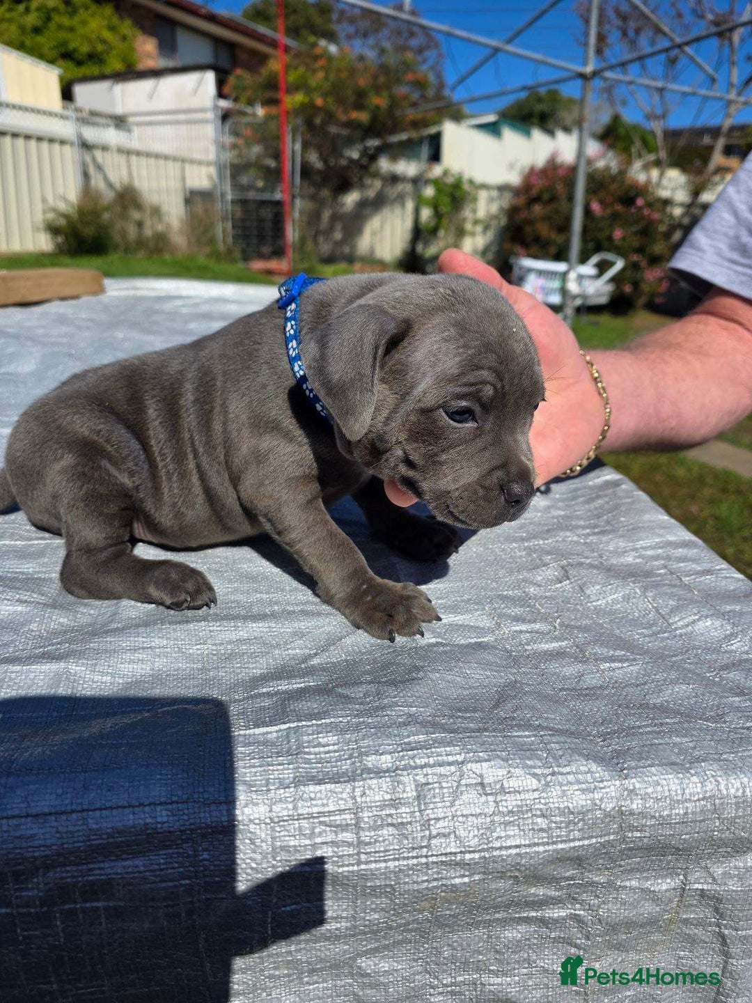 Staffordshire Bull Terrier dogs for sale: Blue staffy pups  - Image 1