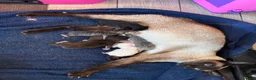 Mixed Breed cats for sale: Siamese cross tabby kittens for sale  - Advert 5