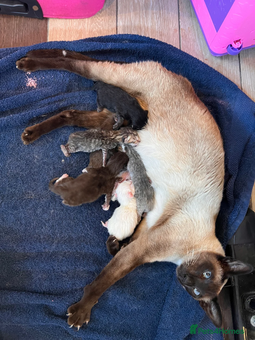 Mixed Breed cats for sale: Siamese cross tabby kittens for sale  - Advert 5