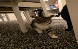 British Shorthair cats for sale: Cats for rehoming  - Image 2