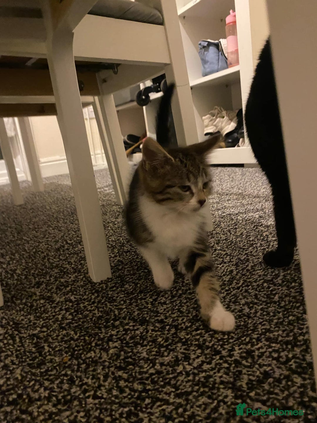 British Shorthair cats for sale: Cats for rehoming  - Image 2