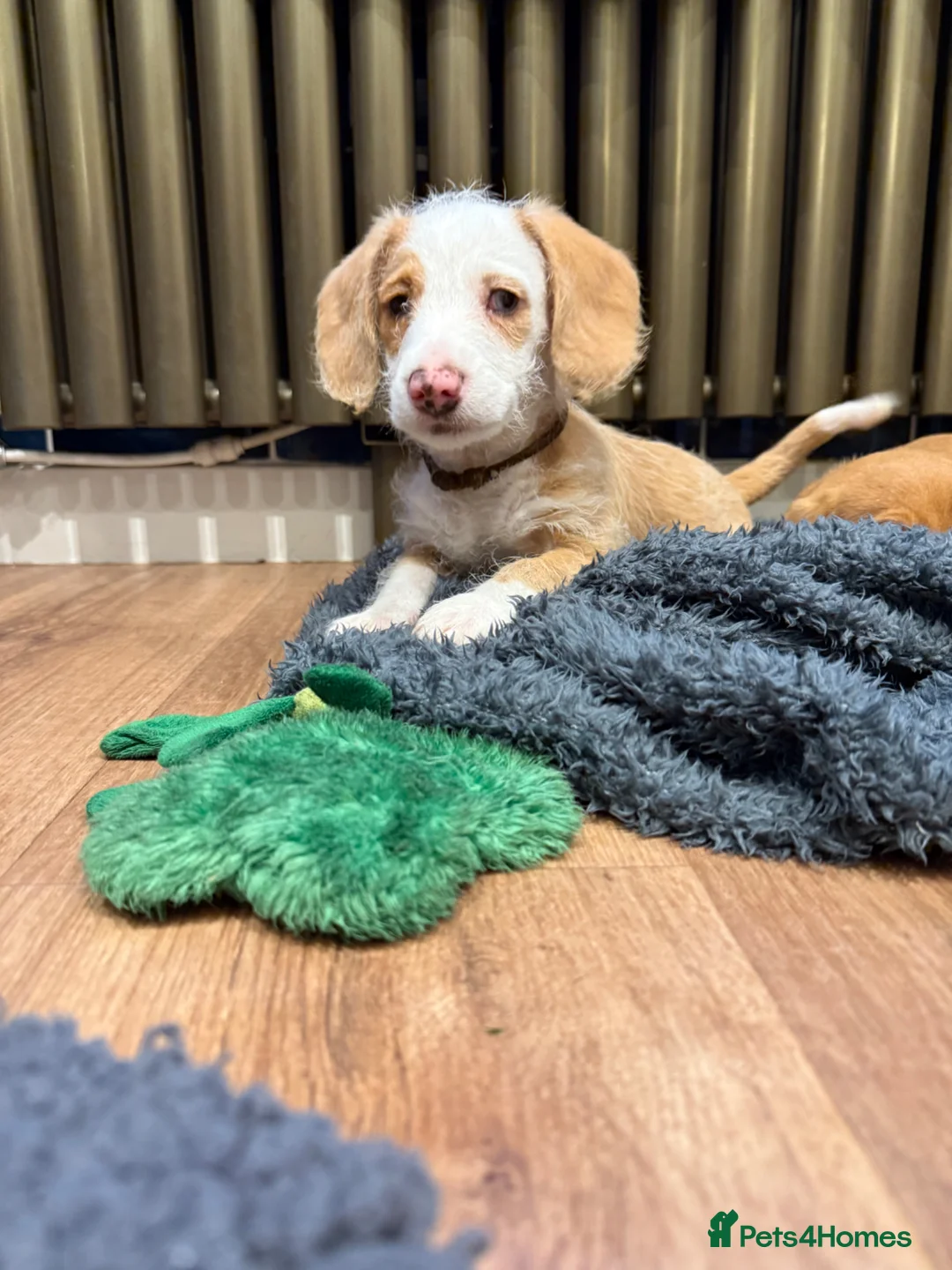 Mixed Breed dogs for sale: Adorable doxiepoo puppies 🥰 - Advert 2