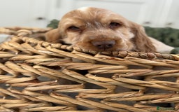 Cocker Spaniel dogs for sale: Show type cocker spaniels 🐶 ready now 🐶 - Image 19