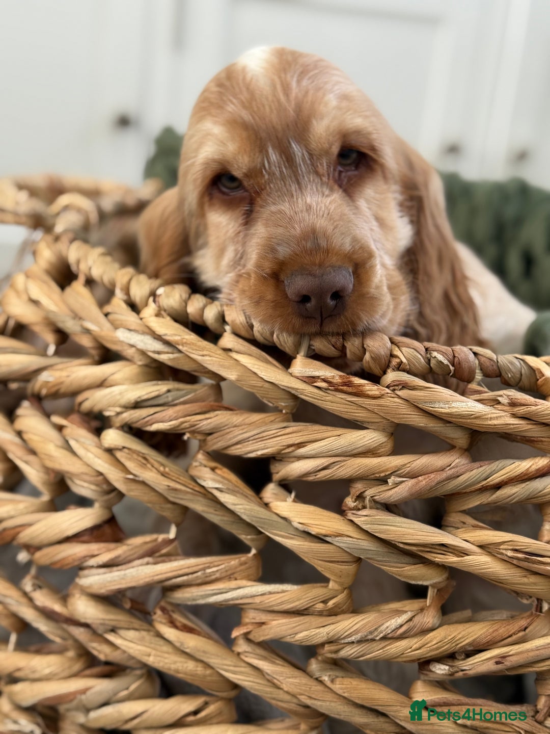 Cocker Spaniel dogs for sale: Show type cocker spaniels 🐶 ready now 🐶 - Image 19