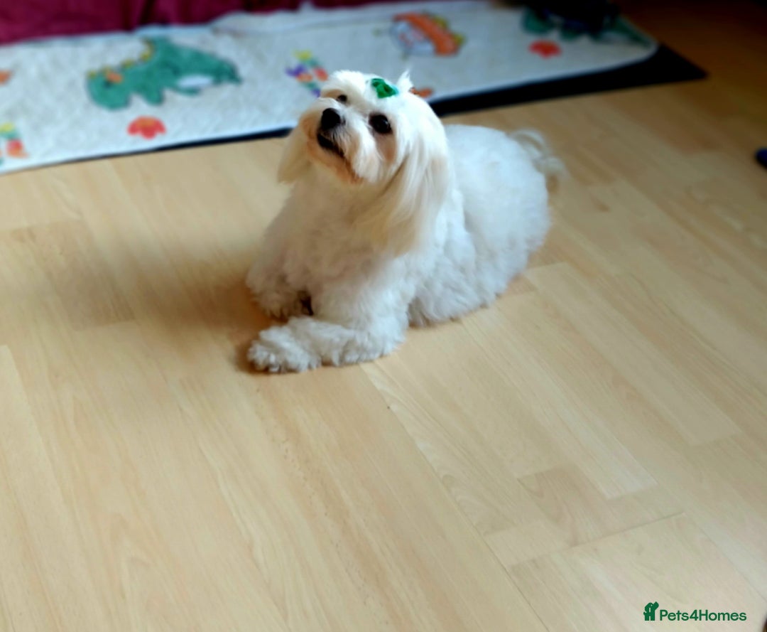 Maltipoo dogs for sale: So adorable and Tiny F1 Korean Maltipoo - Image 18