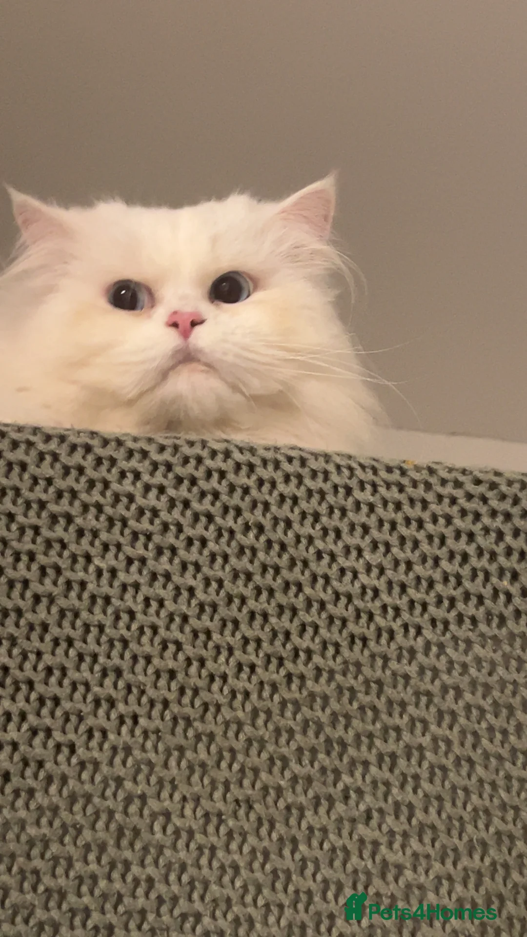 Persian cats for stud: Stunning blue eye very fluffy persion stud only - Advert 6