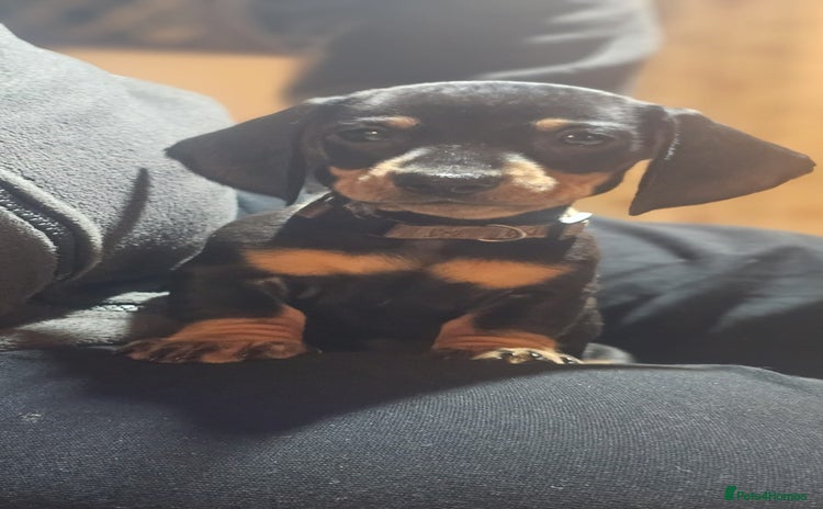 Miniature Dachshund dogs - Advert 5