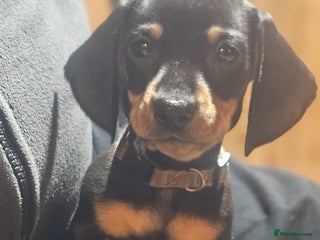 Miniature Dachshund dogs - Advert 8