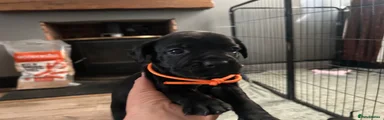 Mixed Breed 4