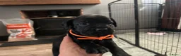 Mixed Breed dogs for sale: French bulldog x springer in Maesteg - Advert 17
