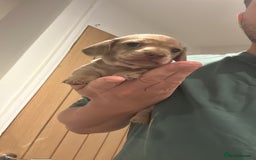 Miniature Dachshund dogs for sale: Miniature dachshund PRA CLEAR  in Portsmouth - Image 3