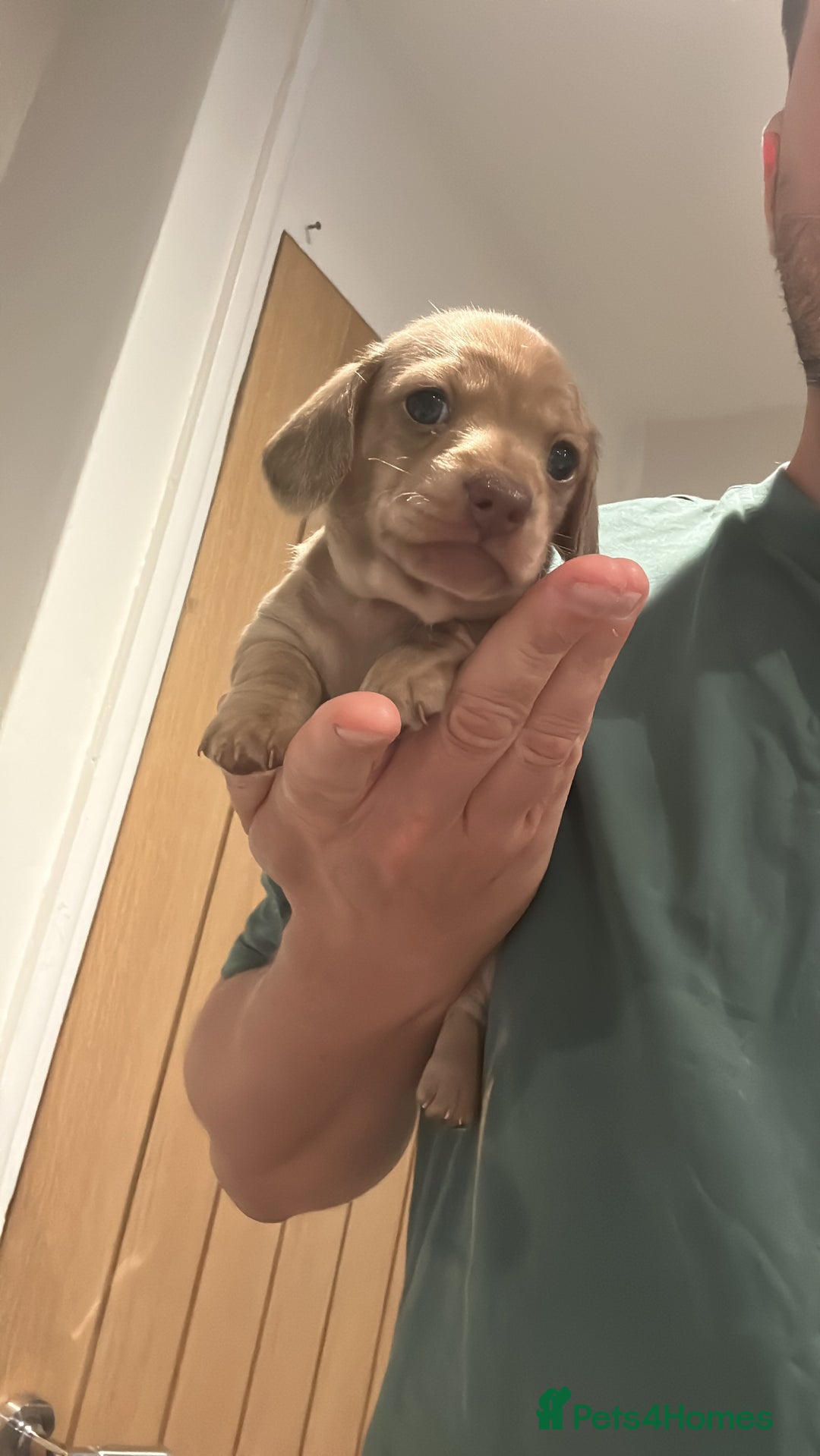 Miniature Dachshund dogs for sale: Miniature dachshund PRA CLEAR  in Portsmouth - Image 3