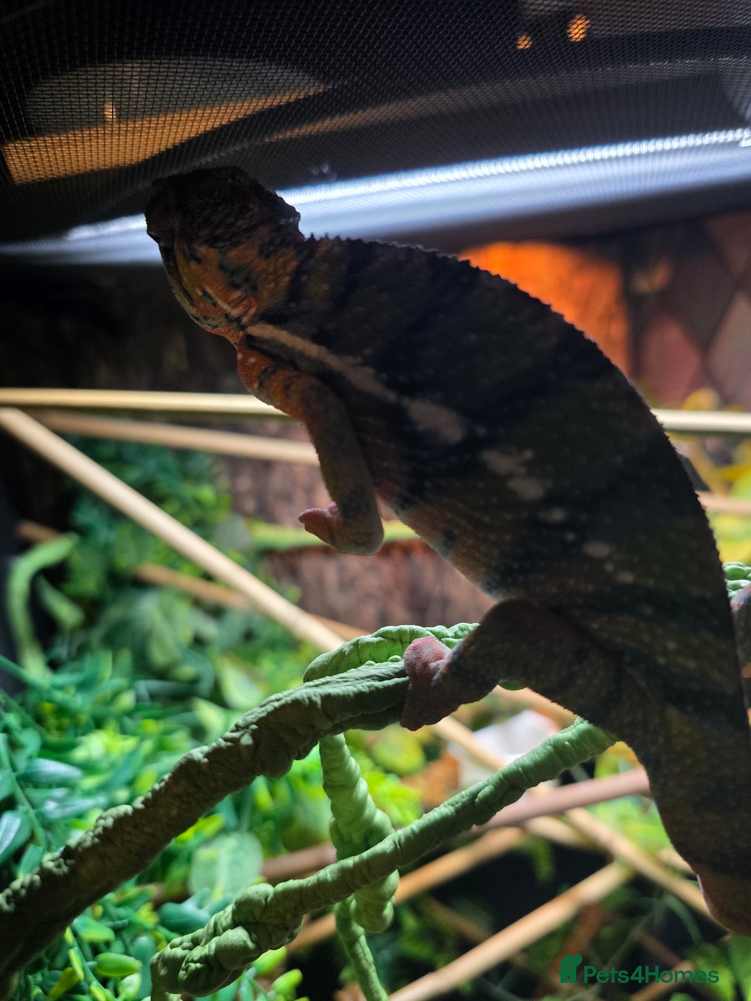 Chameleon reptiles for sale: Panther chameleon with full setup  - Advert 6