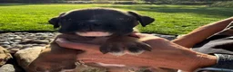 Boxer dogs for sale: Beautiful Boxer Puppies - Boys & Girls in Newtownabbey - Advert 2