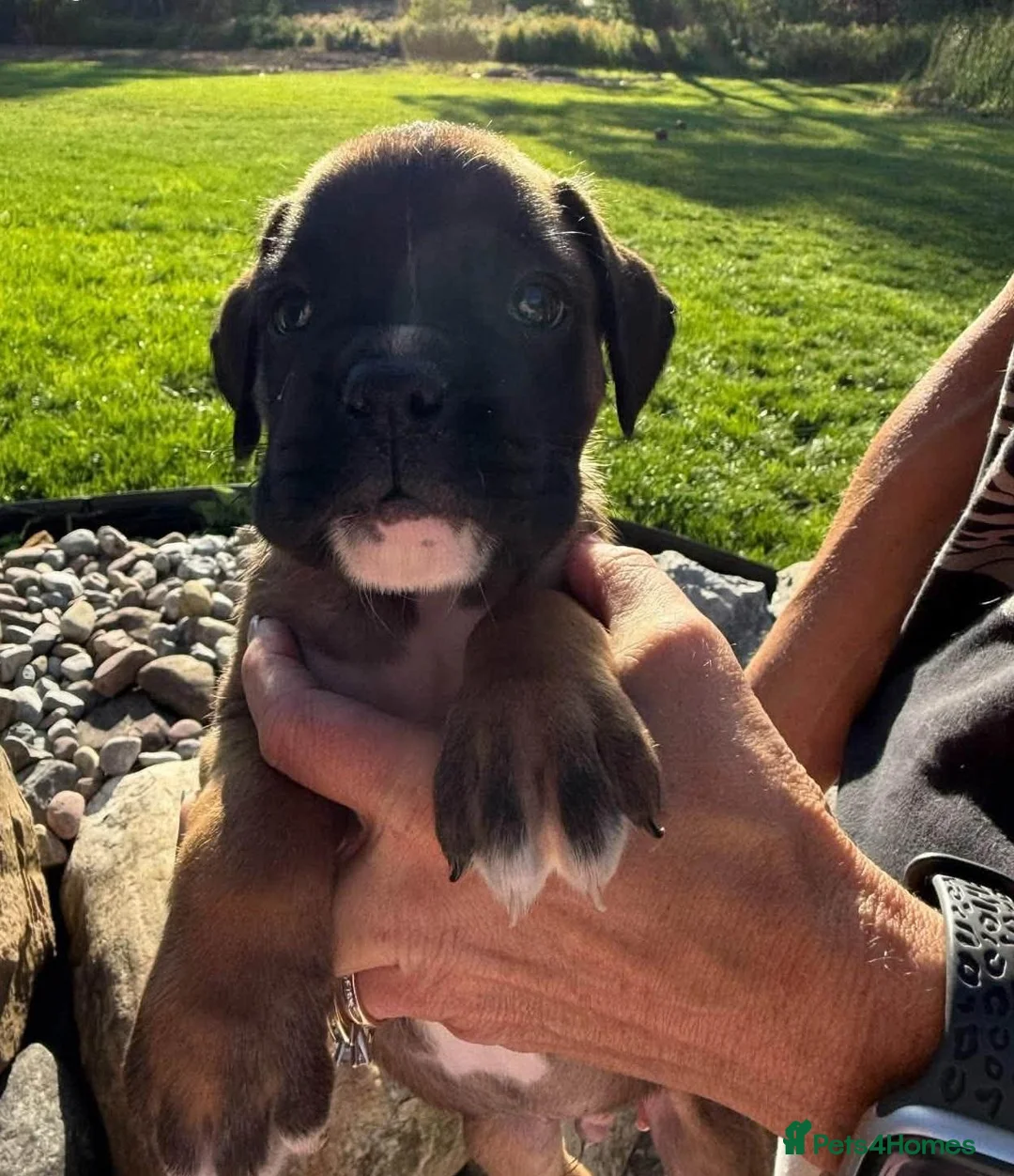 Boxer dogs for sale: Beautiful Boxer Puppies - Boys & Girls in Newtownabbey - Advert 2