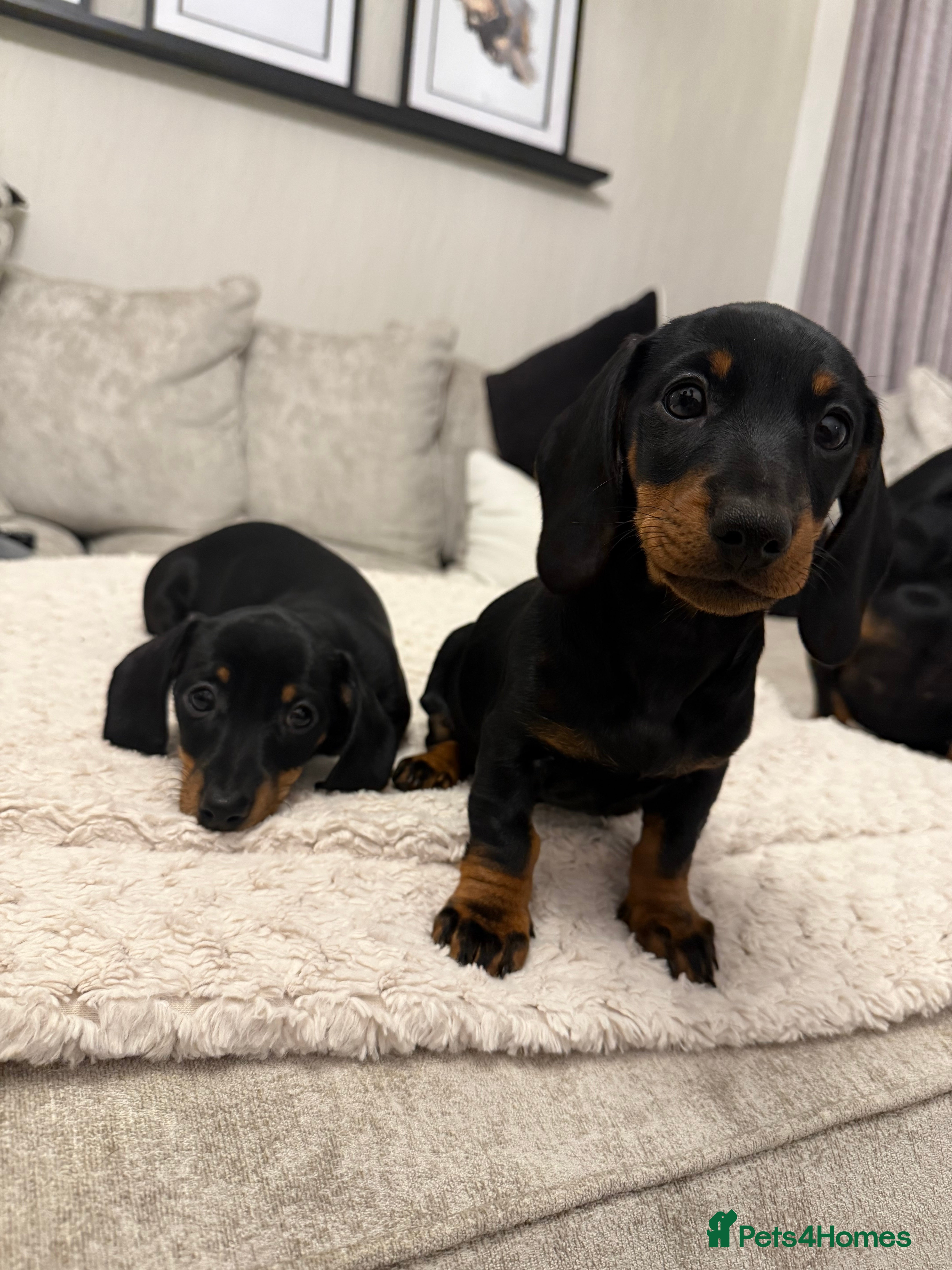 Miniature Dachshund dogs Beautiful Miniature Dachshund Puppies  - Advert 10