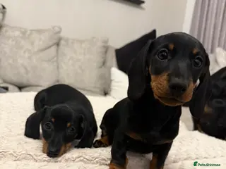 Miniature Dachshund dogs Beautiful Miniature Dachshund Puppies - Advert 10