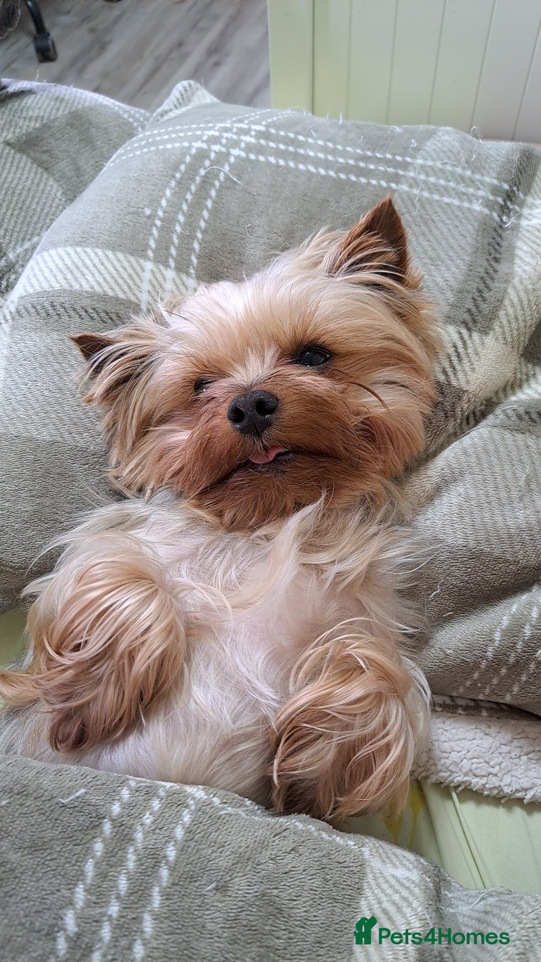 Yorkshire Terrier dogs for sale: Yorkshire Terriers ready for new home  - Advert 23