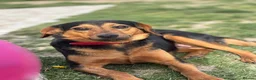 Mixed Breed dogs for adoption: Valentina - Advert 2
