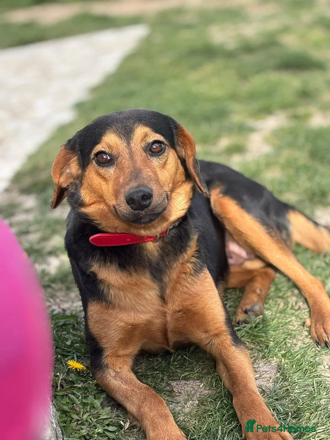 Mixed Breed dogs for adoption: Valentina - Advert 2