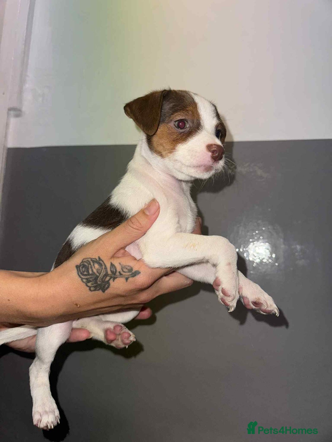 Patterjack dogs for sale: Patterjack/jackrussel - Image 21