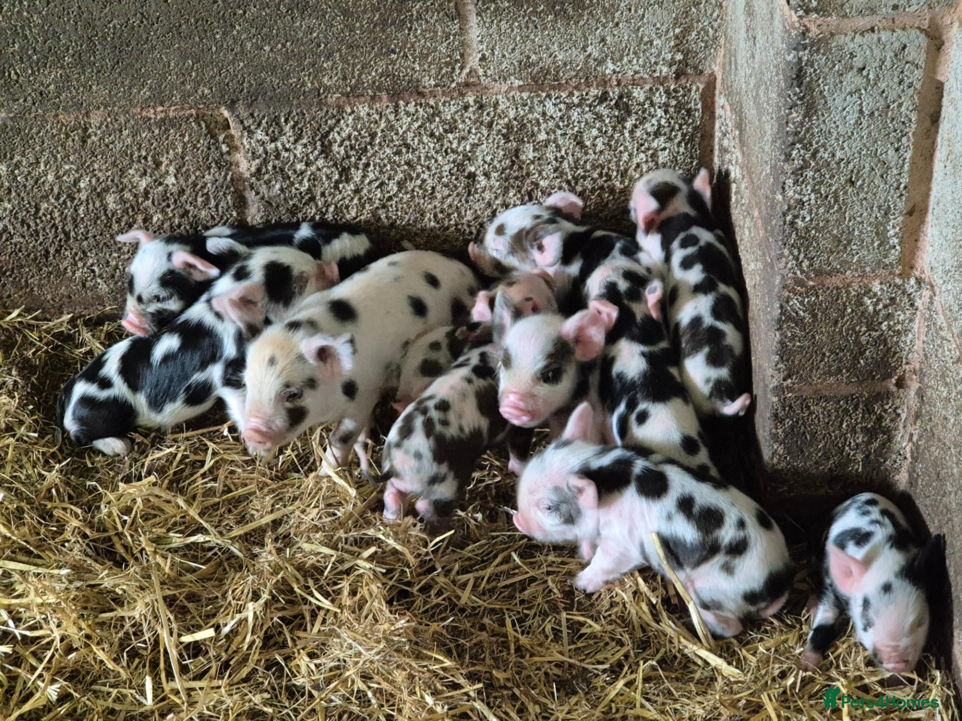 Pig livestock Kune kune piglets - Advert 2