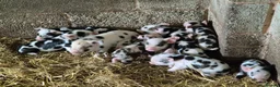 Pig livestock for sale: Kune kune piglets in Winkleigh - Advert 2