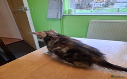 Mixed Breed cats for sale: 9 week old kittens available  - Image 14