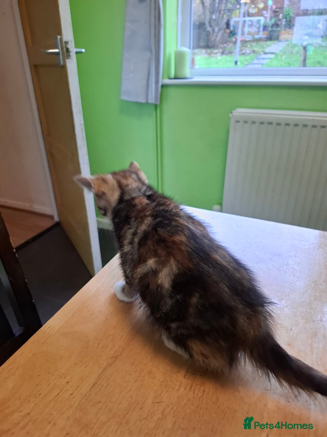 Mixed Breed cats for sale: 9 week old kittens available  - Image 14