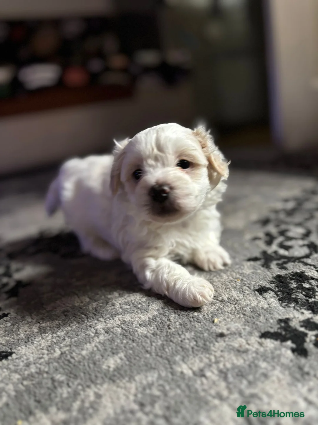 Bichon Frise dogs for sale: Bichon in High Wycombe - Advert 9